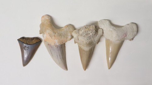 Ensemble dents de requins - dents,