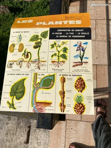 Affiche scolaire planche - affiche,