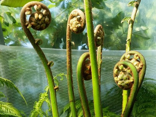 Photo 6x4 dicksonia - 6x4,