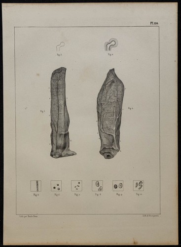 1839 planche anatomie - planche,