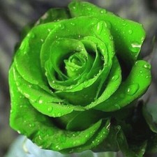 Rare 10x graines Rosier Grimpant VERT - 10x GREEN Climbing Rose rosebush seeds