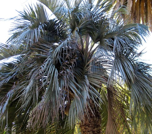 Butia capitata seeds pindo - butia,
