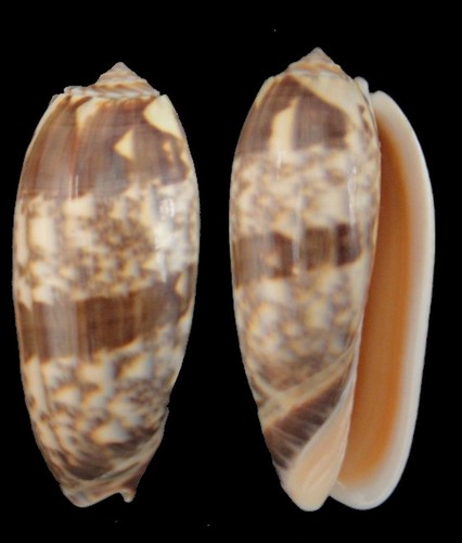 Coquillage collection - coquillage,