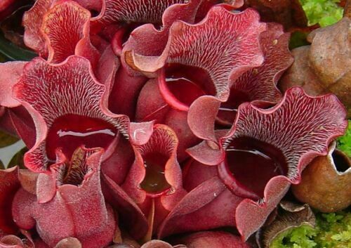 Sarracenia purpurea veinosa - sarracenia,
