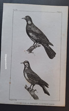 Gravure Buffon 19° Oiseau: Le