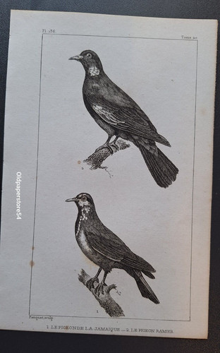 Gravure buffon oiseau - gravure, 19°