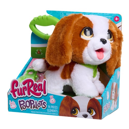 Cavalier king charles - cavalier,