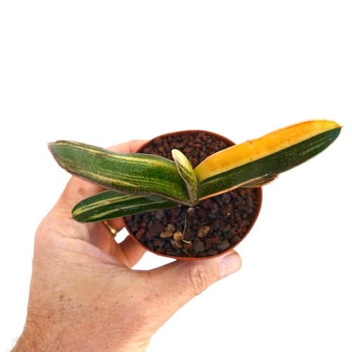Gasteria carinata - , cv