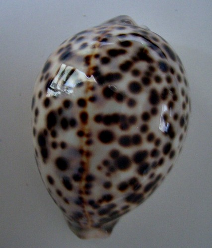 Cypraea tigris padalis mm - padalis,