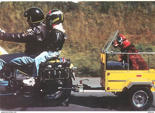 Carte postale motos chien - postale,