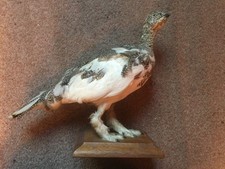 Taxidermie - animaux