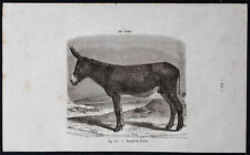 1882 - Baudet du Poitou -