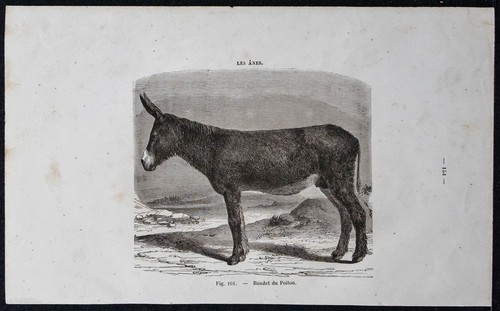 1882 baudet poitou - du,