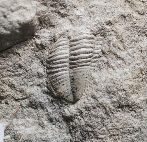 Extrêmement rare archegonus - rare,