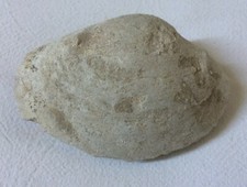 Coquillage fossile - clovis 102 grammes 7,5 cm X 5 cm X 2,5 cm