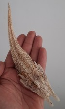 curiosité , taxidermie 