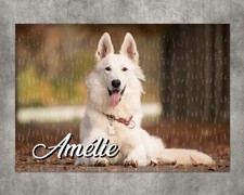 Puzzle chien Berger blanc