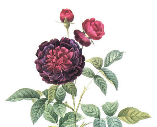 1990 Vintage Print Rose Flower