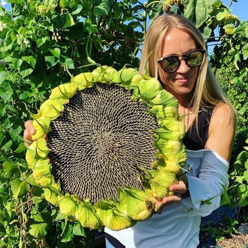 Graines tournesol géant - tournesol,