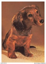 AZLP2-0219-ANIMAUX - Teckel a