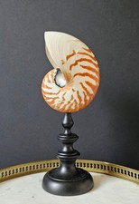 Nautile vintage, Socle en bois