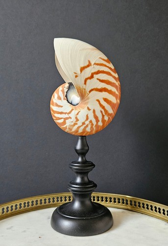 Nautile vintage socle bois - nautile, en