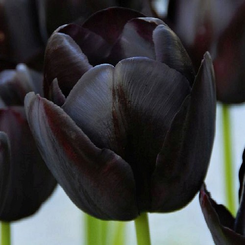 Bulbes tulipes - bulbes, de