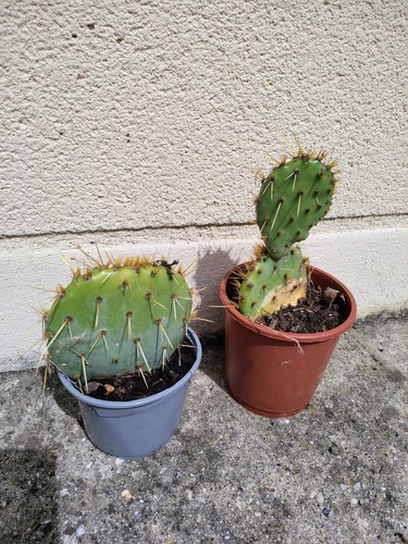Lot cactus opuntia figuier - 2,