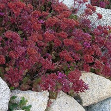 Sedum spurium 'Fuldaglut' -