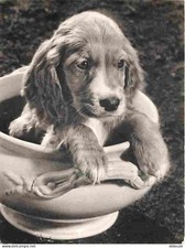 Carte Postale - Animaux -