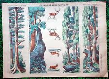  XIX ème - Rare Planche