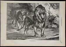 1869 - Lions de l'Oued-Zerga -