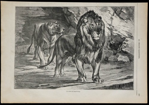 1869 lions oued zerga - -, l'oued-zerga