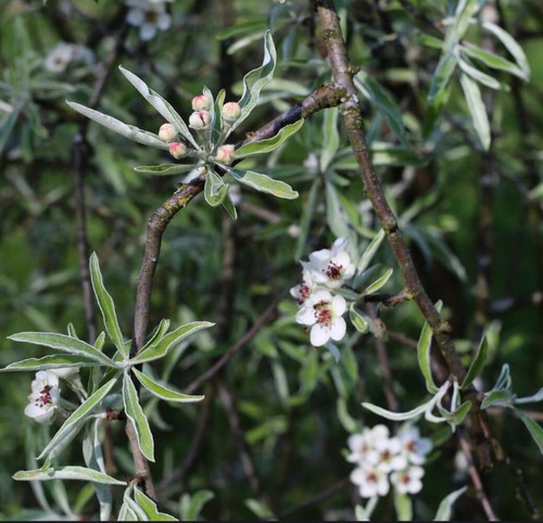 Pyrus salicifolia poire - pyrus,
