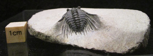 Super spiny leonaspis - super,