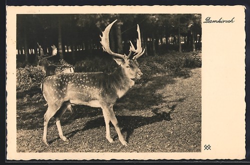 Carte postale cerf daim - , avec
