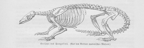 Pangolin squelette cadre manis - cadre,