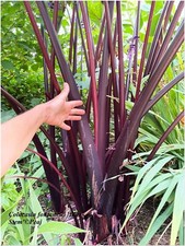 Colocasia Black Stem (fontanesii)   -1 plant