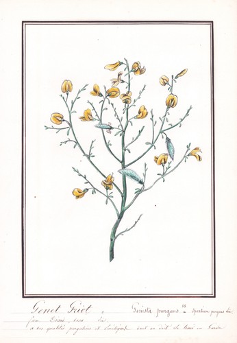 Genista purgans genet griot - genista,