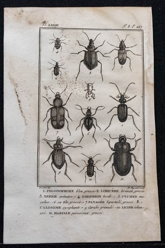 1804 gravure ancienne - gravure,