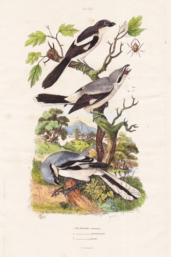 Pie grieche lanius oiseaux - lanius,