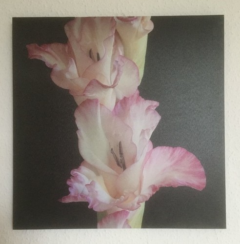 Tableau fleur 40x40 - , toile