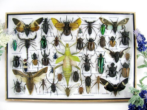 Pièce unique véritables - unique,,
