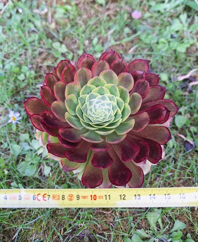 Aeonium fiesta rare succulent - fiesta,,