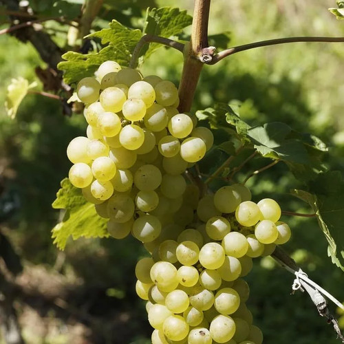 Vitis muscat saint - vitis, 'muscat