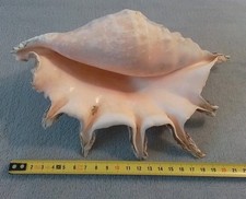 Gros Coquillage Exotique