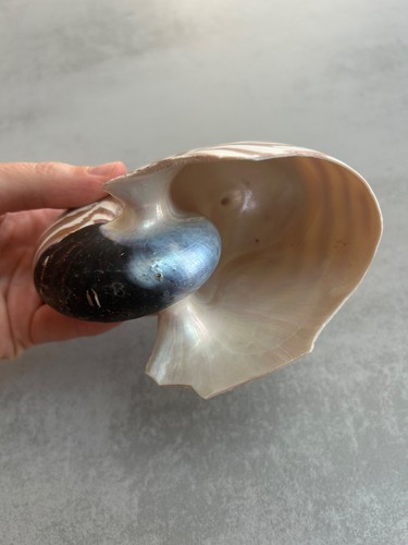 Coquillage nautile nautilus - coquillage,