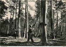 Carte Postale - 40 - Landes -