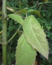 ♫ VRAI PATCHOULI - Pogostemon cablin ♫ Graines ♫ COLLECTION Plantes Aromatiques