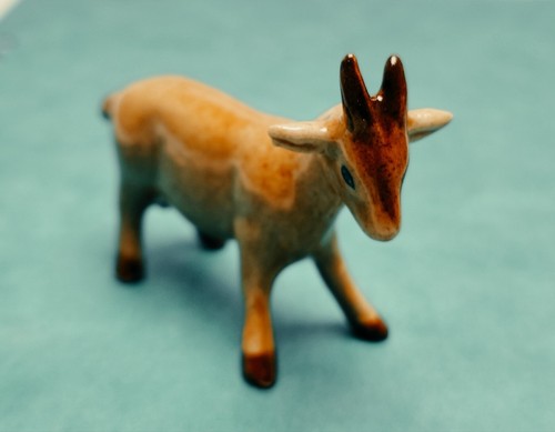 Magnifique bouquetin miniature - magnifique,